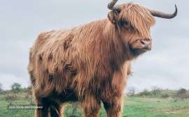 Old Highland cattle