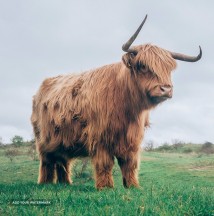 Old Highland cattle