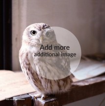 Southern white owl 3
