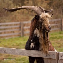 Pyrenean goat