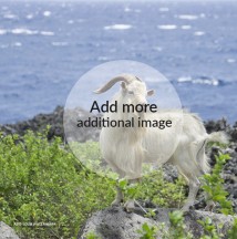 Australian Cashmere goat 2 