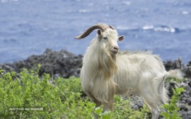 Australian Cashmere goat 