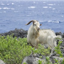 Australian Cashmere goat