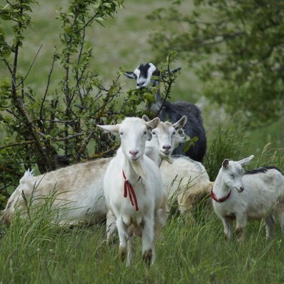 Pygora goat